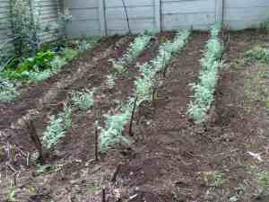growing garbanzo beans